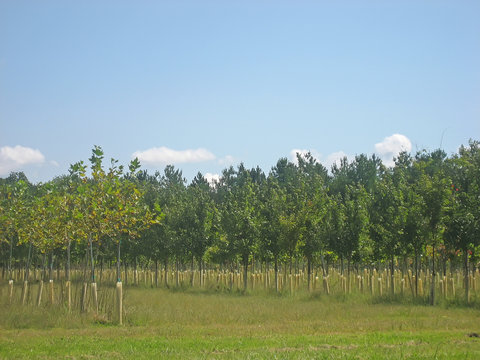 tree nursery 2