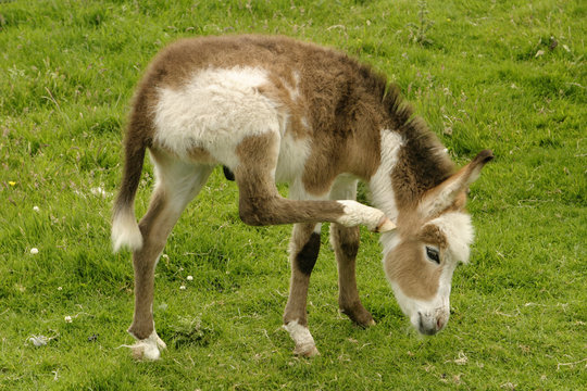 baby donkey