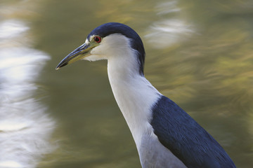 heron portrait