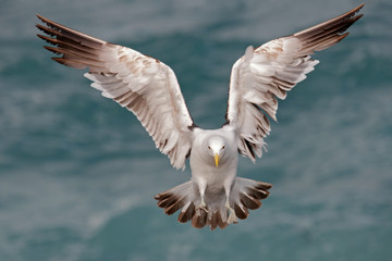 kelp gull 07