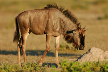 young wildebeest