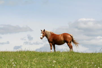 horse in a fieldq