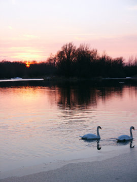 Swan Couple