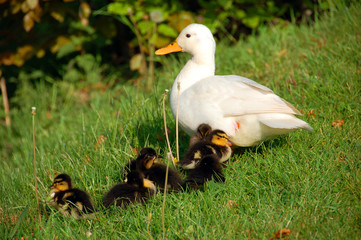 entenfamilie