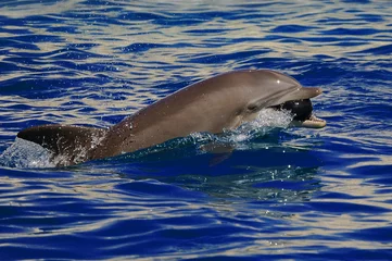 Fototapete Rund Delfin © Isabelle Barthe