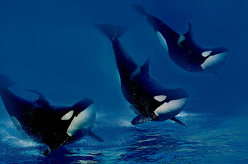 orques