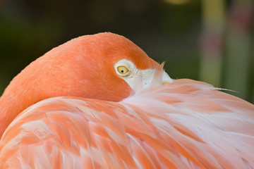 Fototapeta premium flamingo