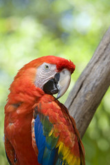 bird