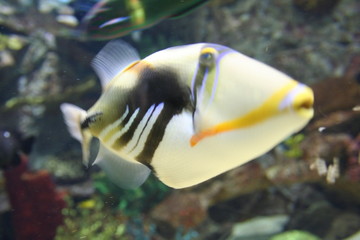 tropical fish, rhinecanthus aculeatus