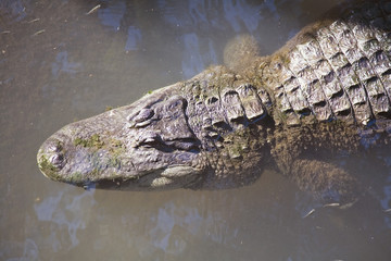 alligator