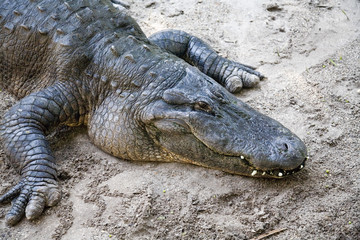 alligator
