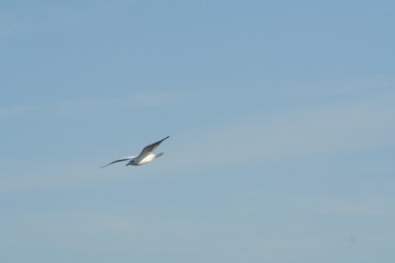 Obraz premium sea gull