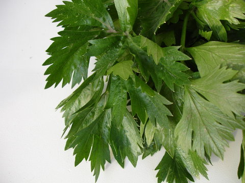 feuilles de c&eacute;leris