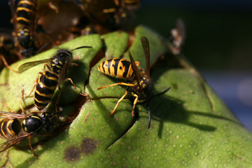 wespen-birne