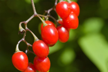 red berries