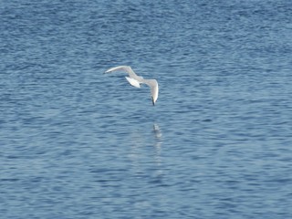 Fototapeta na wymiar water and gull