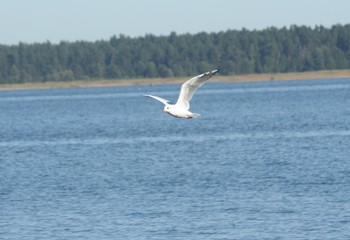 gull fly