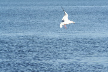 gull with fish in its beak