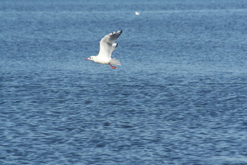 Fototapeta na wymiar sea-gull and water