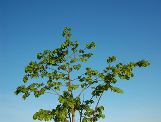 green tree with leaves upon blue sky