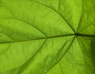Fototapeta na wymiar under a leaf