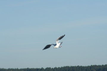bird