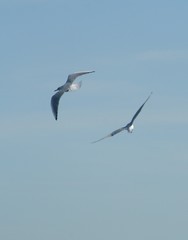 two seagulls