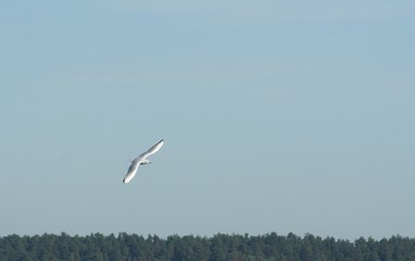 glide