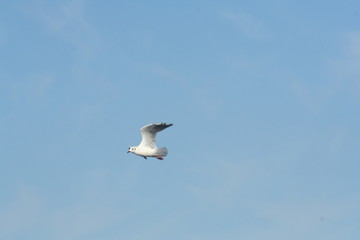 seagull