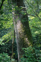 large tree