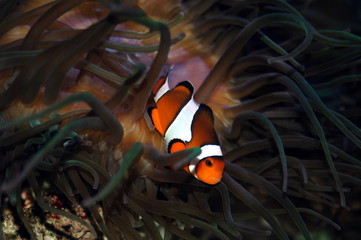 poisson clown 2