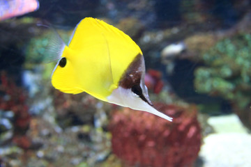 tropical fish , chaetodon