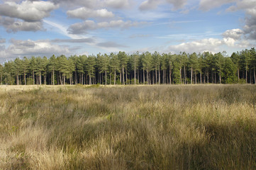 edge of timber forest
