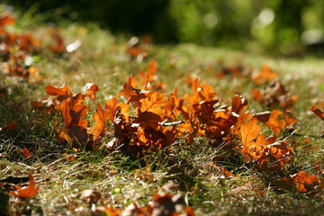 autumn leafs and light