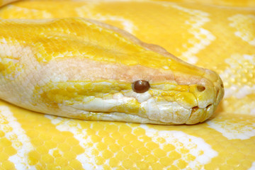 burmese python ( python molorus bivittatus )