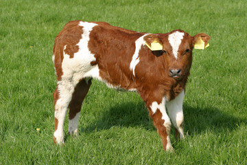 curious calf