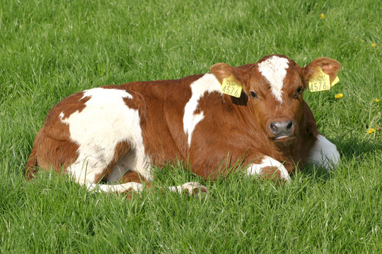 curious calf
