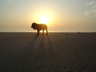 chien en contre jour