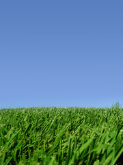 Fototapeta premium background of sky and grass
