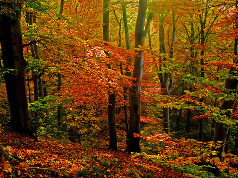 herbstwald