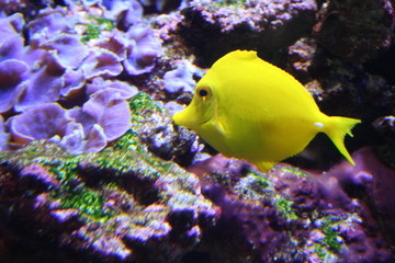 Obraz premium tropical angelfish