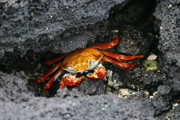 galapagos sally light-foot crab