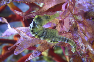sea horse