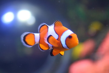 tropical fish, amphiprion