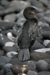 galapagos commerant
