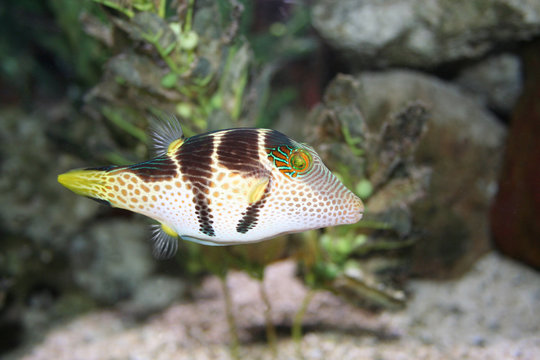 tropical fish, canthigaster solandri