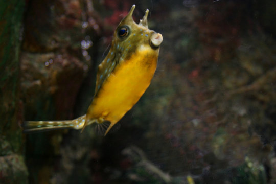 tropical fish, ostracion cornutus