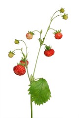 wild strawberry