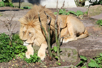 lazy lion