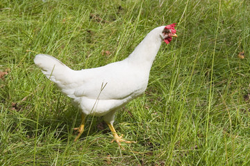 hen